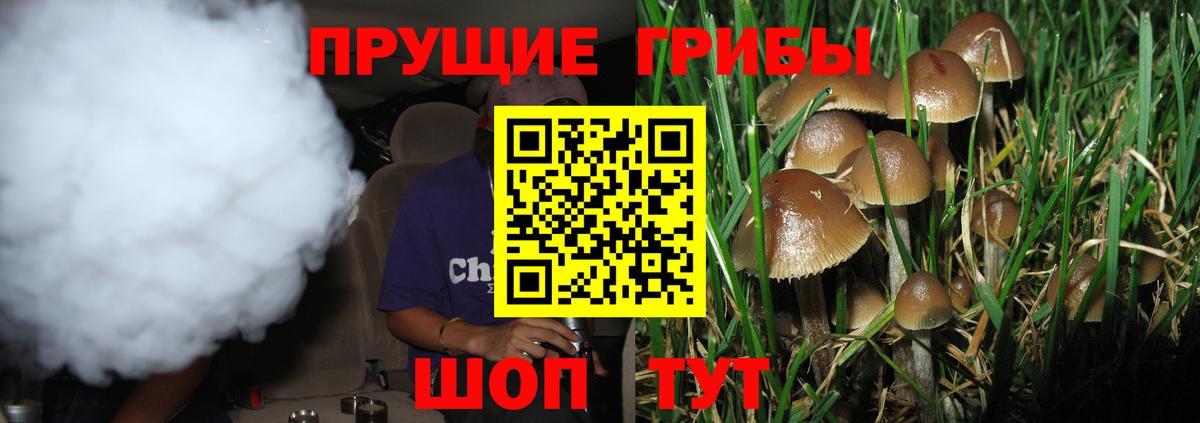 Галлюциногенные грибы Psilocybe Красноярск